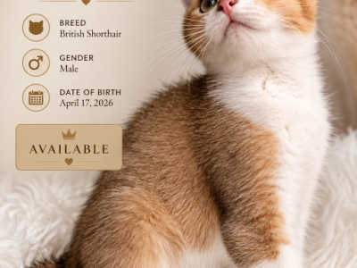 Oliver - British Shorthair - Gallery Photo #1