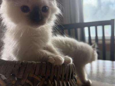 Cappy - Ragdoll - Gallery Photo #1