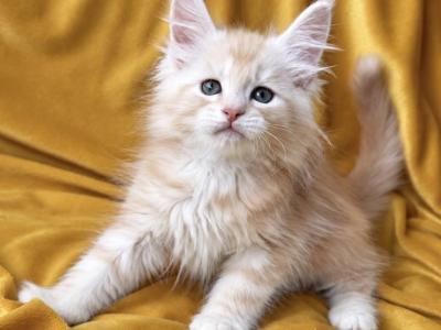 Boy V17 - Maine Coon - Gallery Photo #1