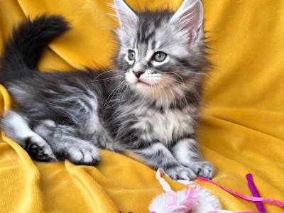 Girl V19 - Maine Coon - Gallery Photo #1