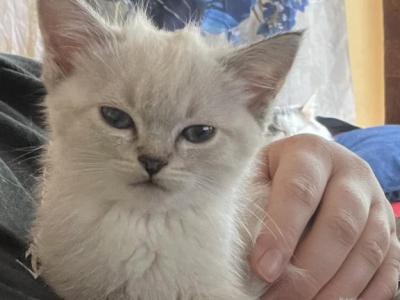 Ragamese - Siamese - Gallery Photo #1