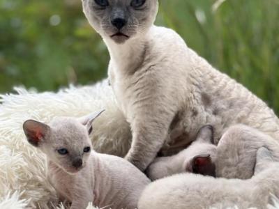 Mia - Cornish Rex - Gallery Photo #1