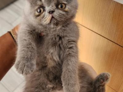 Bubbles - Persian - Gallery Photo #1