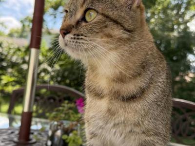 Simba - Scottish Fold - Gallery Photo #1
