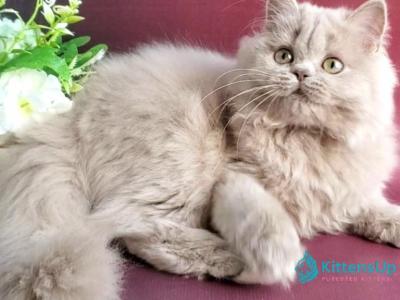 Winona - British Shorthair - Gallery Photo #1