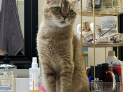 Luna - Scottish Fold - Gallery Photo #1