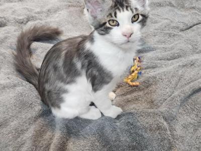 Maine Coon Male Kitten - Maine Coon - Gallery Photo #1