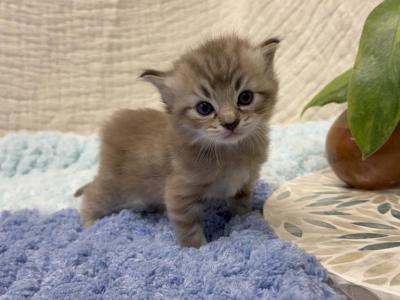 Marble - Ragdoll - Gallery Photo #1