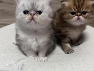 Dotcha Litter - Persian - Gallery Photo #1
