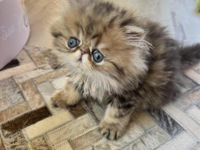 Zoye - Persian - Gallery Photo #1