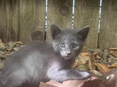 5 Russian Blue Kittens For Sale - Russian Blue - Gallery Photo #1