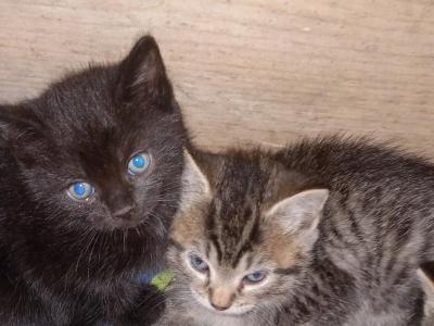 Blackie - Maine Coon - Gallery Photo #1