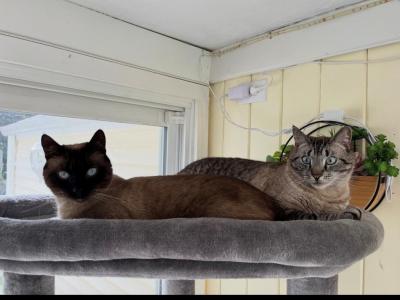 Mookie - Siamese - Gallery Photo #1