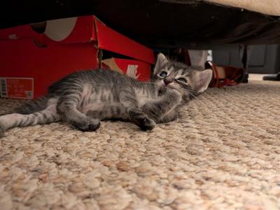 Gumdrops - Domestic - Gallery Photo #1