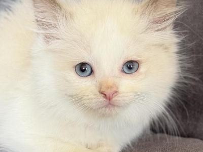 TICA Chocolate Bicolor Girl - Ragdoll - Gallery Photo #1