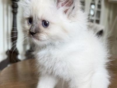 TICA Blue Mitted Male - Ragdoll - Gallery Photo #1