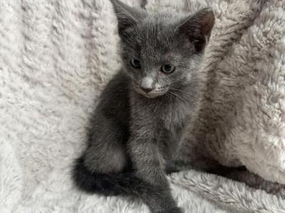 Russian Blue Female Kitten - Russian Blue - Gallery Photo #1