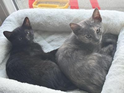 Luna And Latto - American Shorthair - Gallery Photo #1