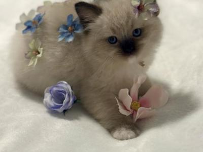 Darling Dollcats - Ragdoll - Gallery Photo #1