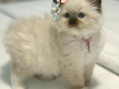 Darling Dollcats Ragdoll Kittens - Ragdoll - Gallery Photo #1