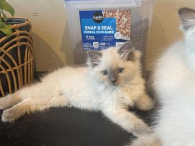 Ragdoll - Ragdoll - Gallery Photo #1