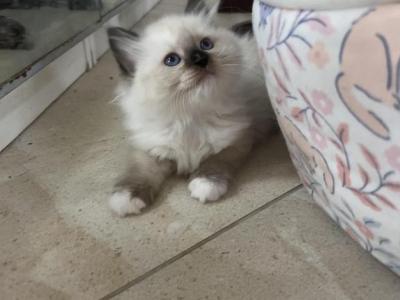 Susan - Ragdoll - Gallery Photo #1