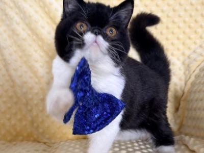 Sweet Tuxedo ESH - Exotic - Gallery Photo #1