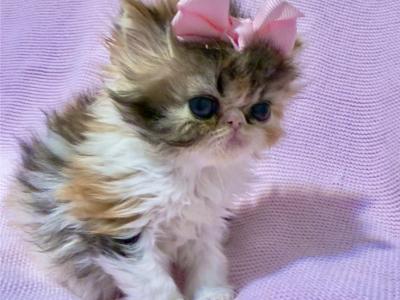 Brown Patched Tabby Exotic Longhair - Persian - Gallery Photo #1