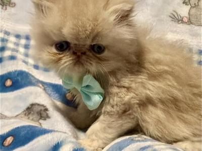 Cream Exotic Longhair - Persian - Gallery Photo #1
