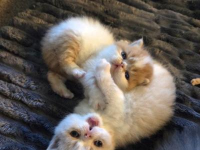 ALFREDO & MACARONI - Exotic - Gallery Photo #1