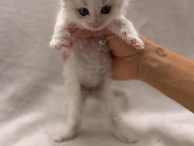 Female Ragdolls - Ragdoll - Gallery Photo #1