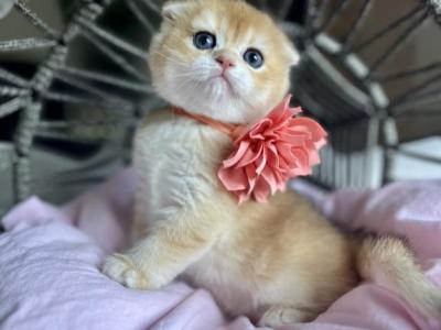 Moka - Scottish Fold - Gallery Photo #1