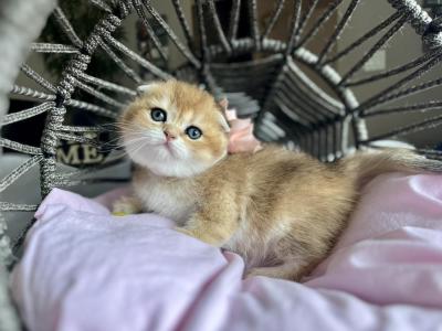Potato - Scottish Fold - Gallery Photo #1