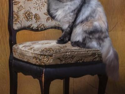 Trinity - Persian - Gallery Photo #1