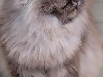 Rosie - Persian - Gallery Photo #1