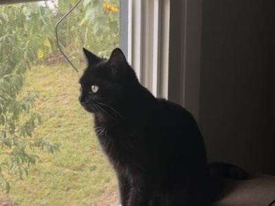 Kayla - Domestic - Gallery Photo #1