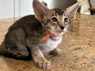 Oriental Shorthair - Oriental - Gallery Photo #1