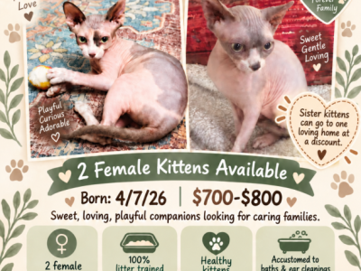 Zena First - Sphynx - Gallery Photo #1