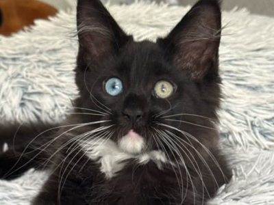 Charley - Maine Coon - Gallery Photo #1