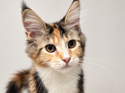 Versace - Maine Coon - Gallery Photo #1