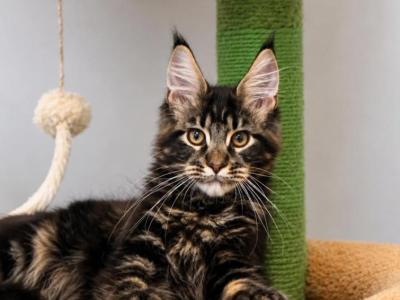 Han - Maine Coon - Gallery Photo #1