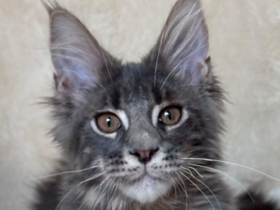 Izya - Maine Coon - Gallery Photo #1