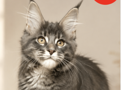 Jina - Maine Coon - Gallery Photo #1