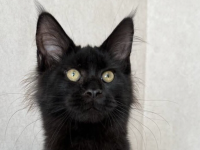 Bagira - Maine Coon - Gallery Photo #1