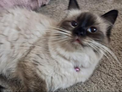 Kats Ravishing Ragdolls - Ragdoll - Gallery Photo #1