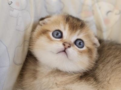 Scottish Erik1 - Scottish Fold - Gallery Photo #1
