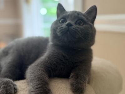 Alice1 - British Shorthair - Gallery Photo #1