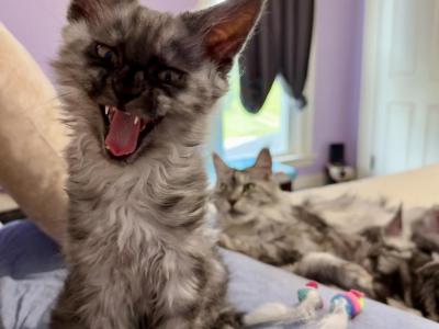 Three Kittens One With Mittens - Maine Coon - Gallery Photo #1
