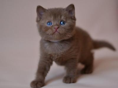 British Juno - British Shorthair - Gallery Photo #1