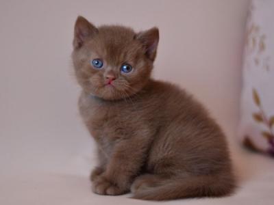 British Jasper - British Shorthair - Gallery Photo #1